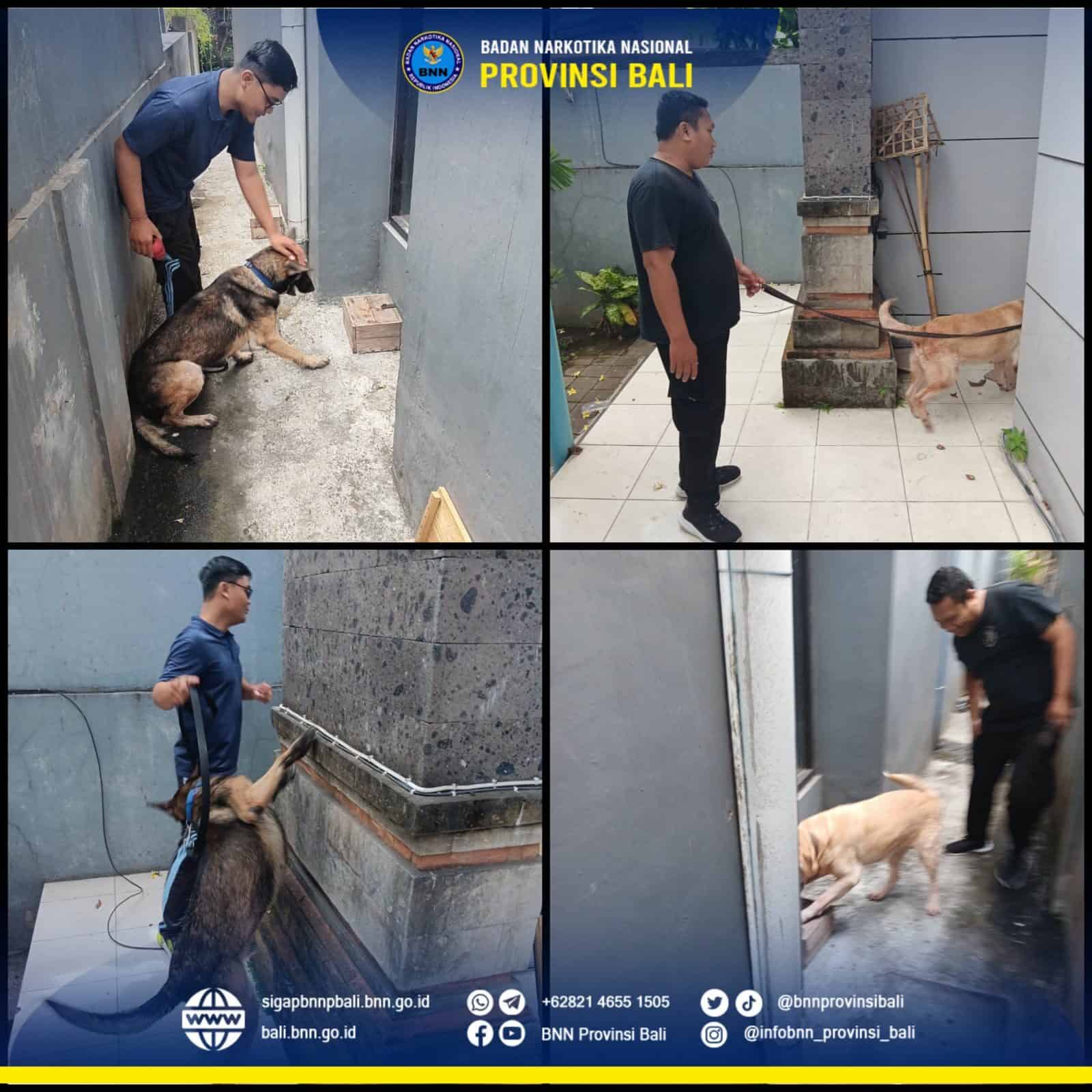 Latihan Rutin Pelacakan Satwa K9 BNNP Bali Konsep Otomatis