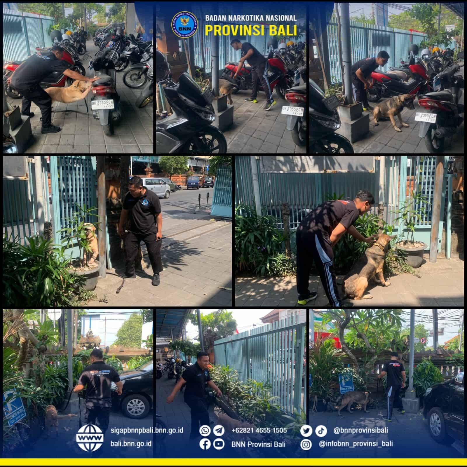 Latihan Rutin Pelacakan Satwa K9 BNNP Bali Konsep Otomatis
