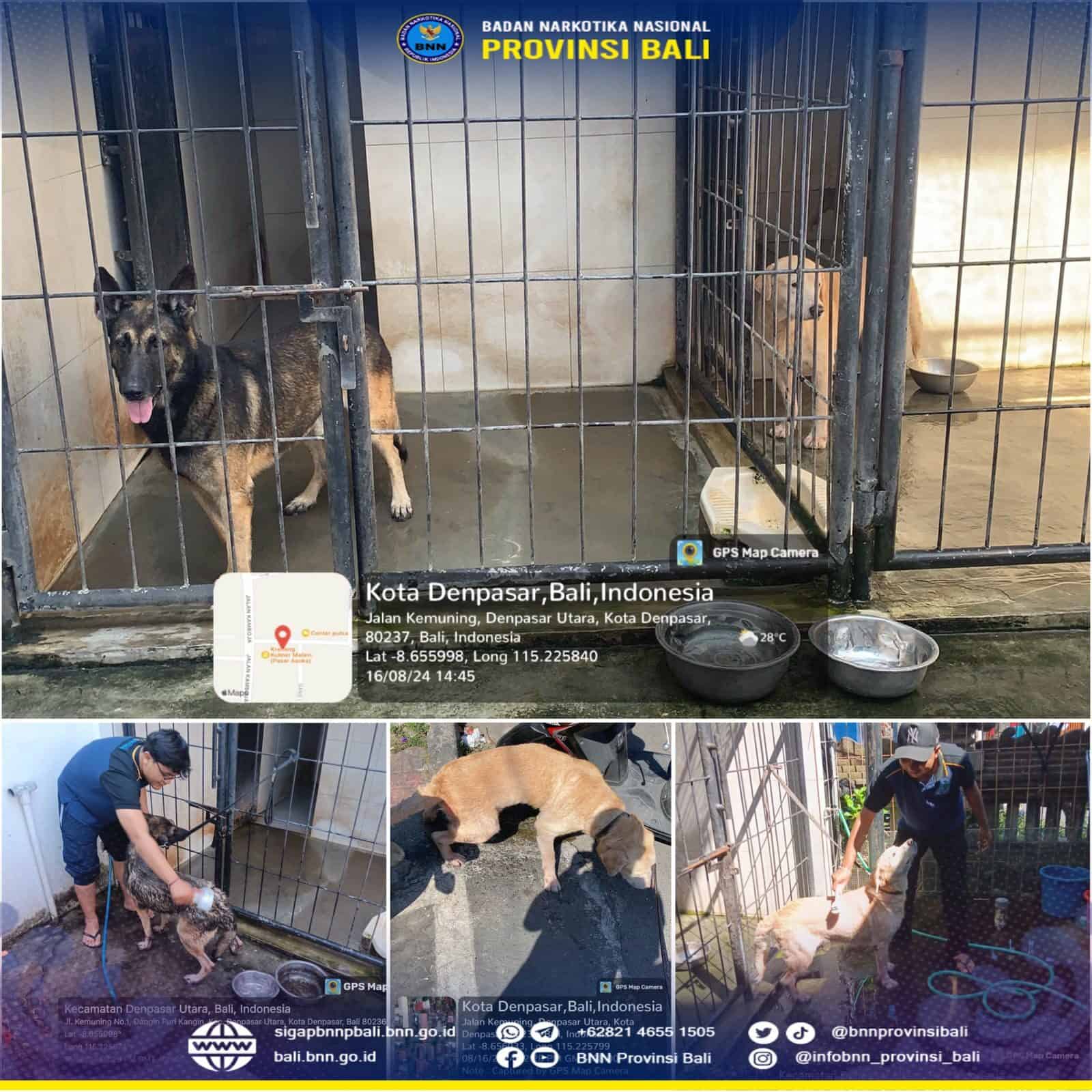 Perawatan dan Pemeliharaan Rutin Satwa K-9 BNNP Bali Konsep Otomatis