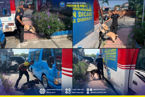Latihan Rutin Pelacakan Satwa K9 BNNP Bali Konsep Otomatis