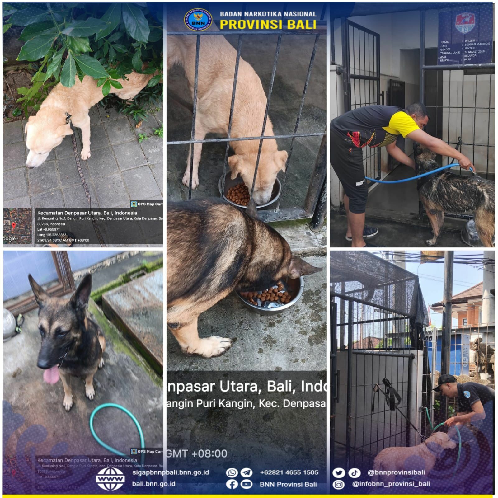 Perawatan dan Pemeliharaan Rutin Satwa K-9 BNNP Bali Konsep Otomatis