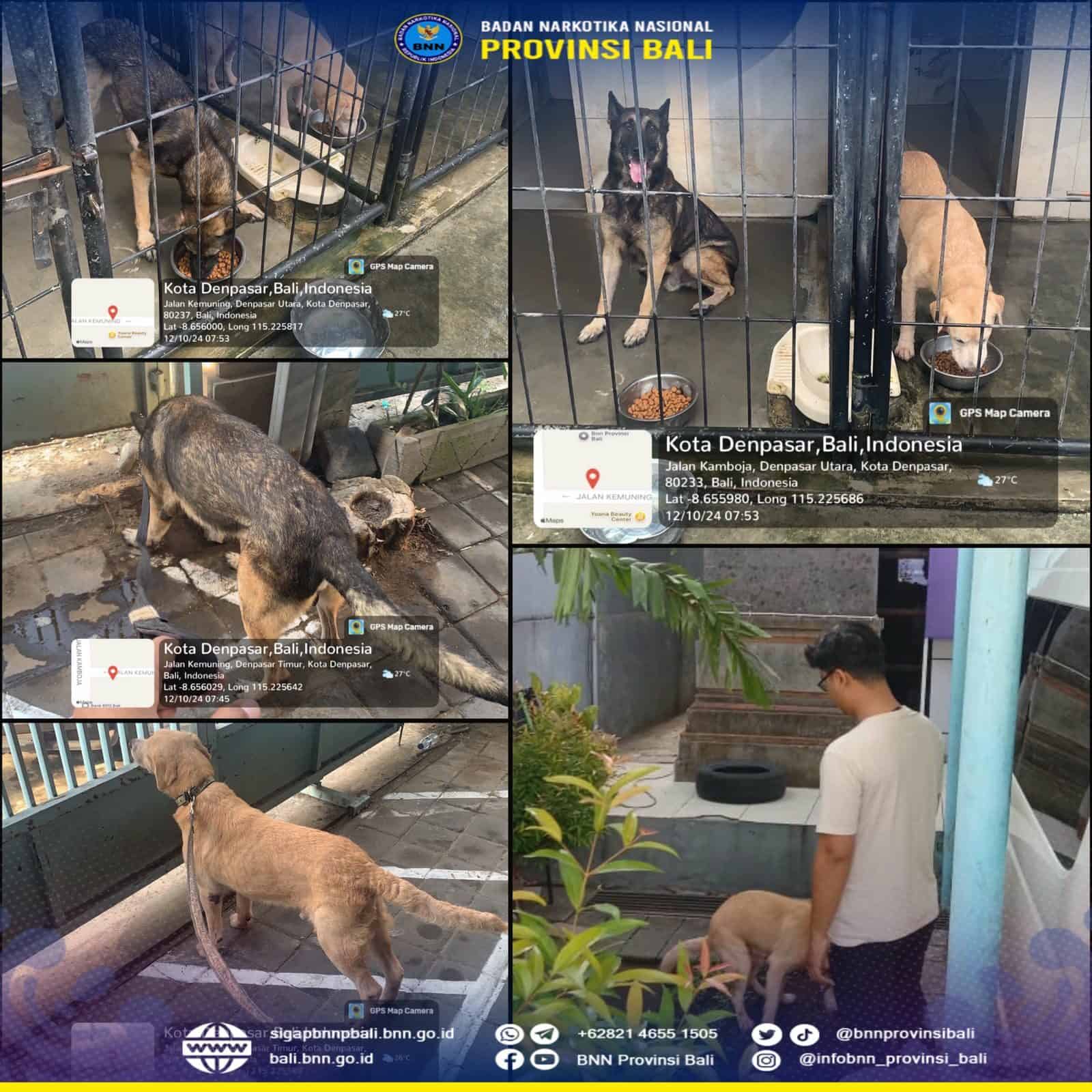 Pemeliharaan dan Perawatan Rutin Satwa K-9 BNNP Bali Konsep Otomatis