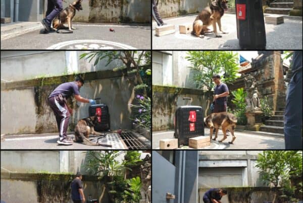 Latihan Rutin Pelacakan Satwa K9 BNNP Bali Konsep Otomatis