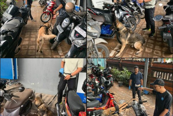 Latihan Rutin Pelacakan Satwa K9 BNNP Bali Konsep Otomatis