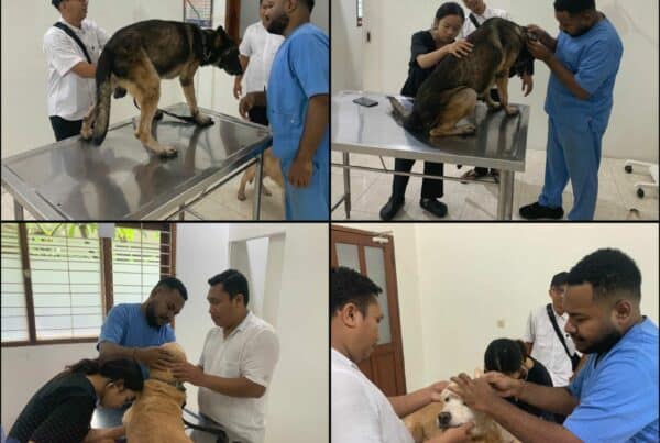 Pemeriksaan Rutin Kesehatan Satwa K9 BNNP Bali Konsep Otomatis